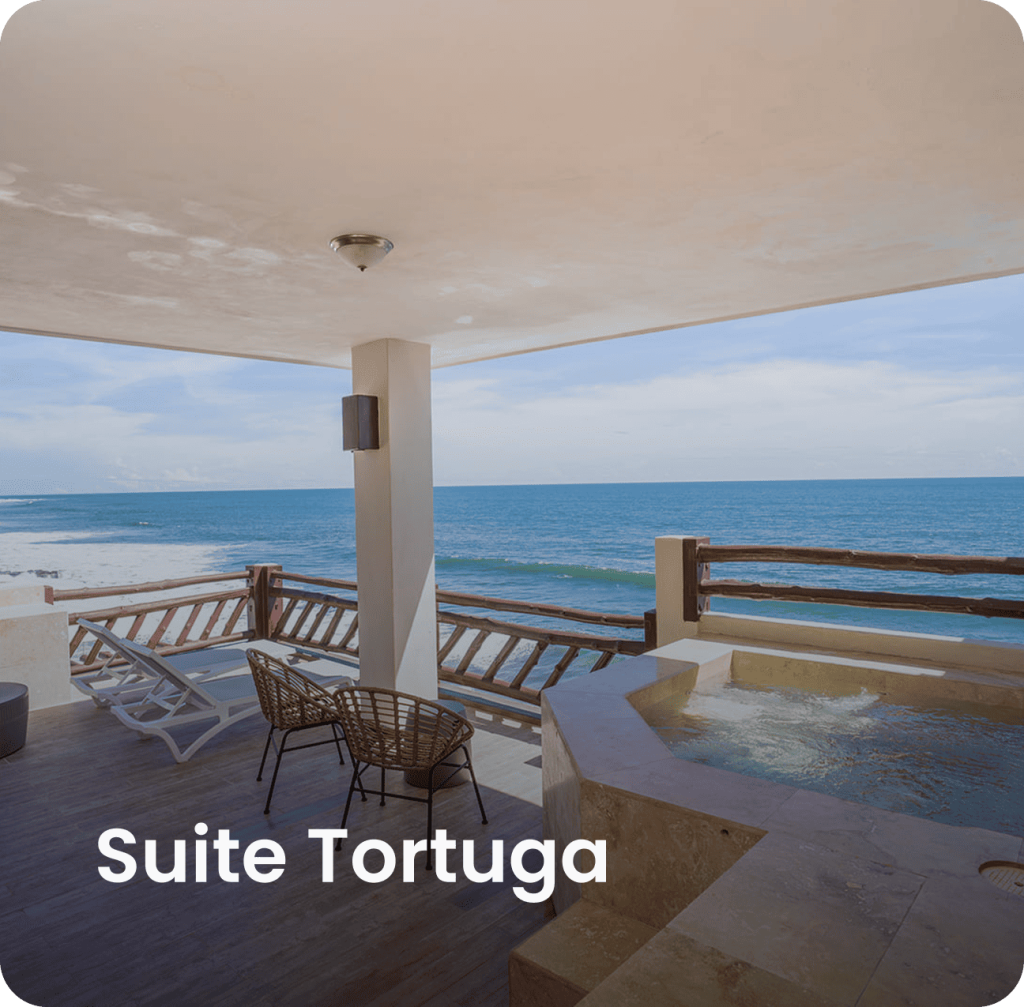 Suite tortuga